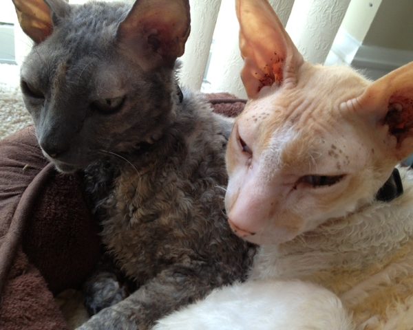 Wordless Wednesday Spent In A Cornish Rex Way, April 3