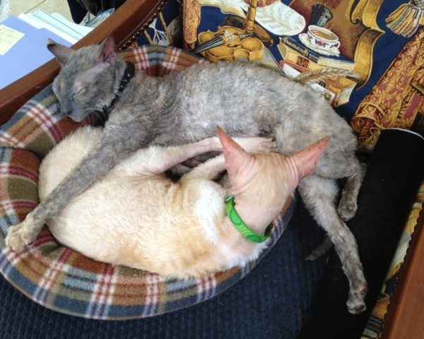 Worldless Wednesday With Cornish Rexes Entangled Sleeping Habits