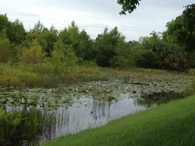 Everglades-lilies