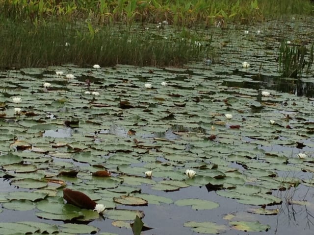 Everglades-lilies