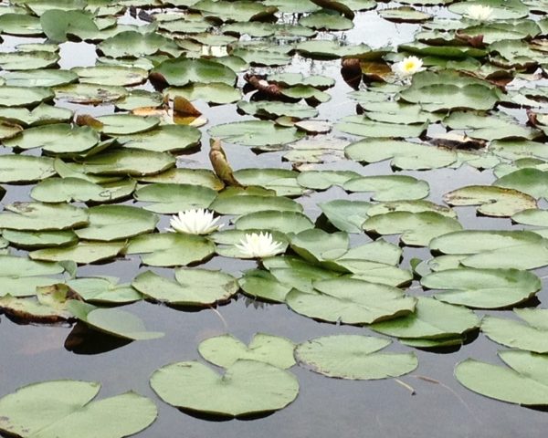 Morning Reflections During My Jogging Routine