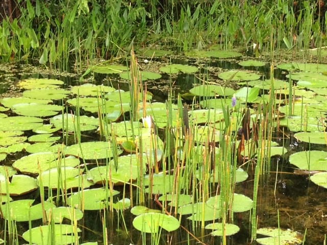 Running-Everglades-lilypads
