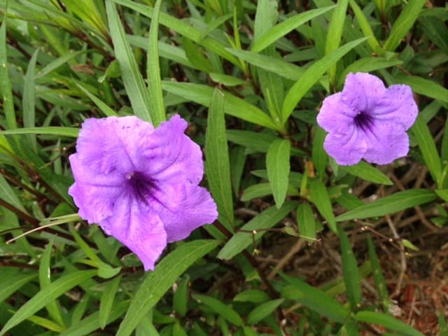 Running-purple-blooms
