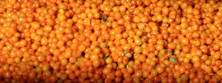 Top 3 Sea Buckthorn Skin Benefits for Your Daily Skin Care Routine