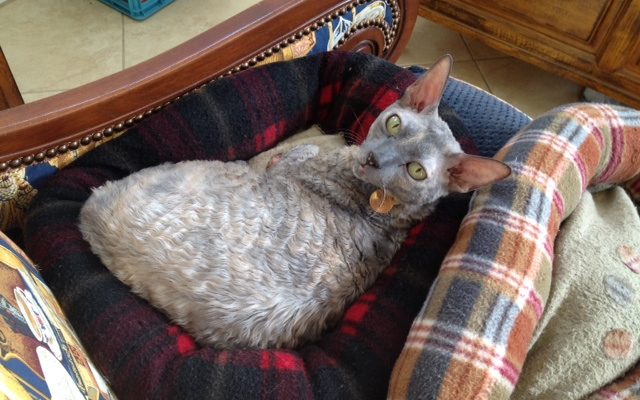 Cornish Rex Cat Wow In The Eyes On A Wordless Wednesday