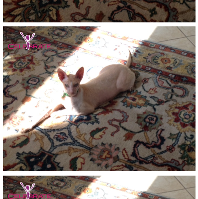 Lazy Day In The Sun Cornish Rex Way On A Wordless Wednesday