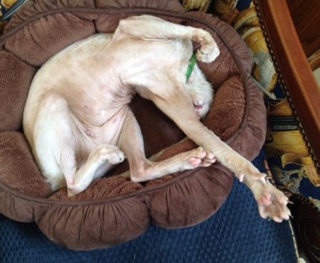Cornish Rex Acrobatics While Asleep – Wordless Wednesday
