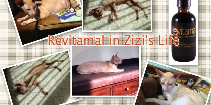 Revitamal For Anti-Aging Pets Of All Sizes and Breeds