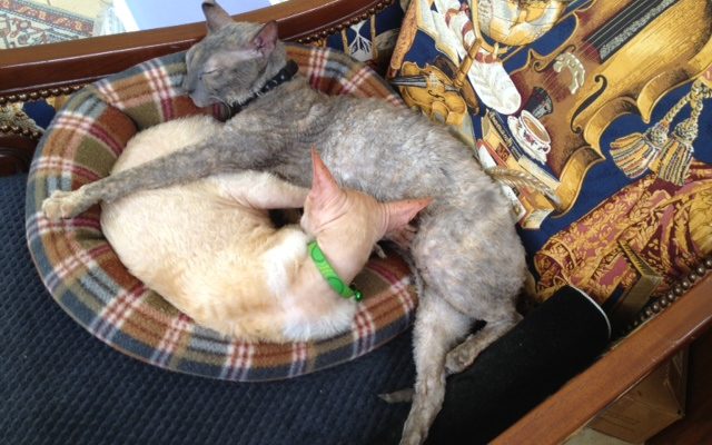 Cornish Rex Cats Always Nap In A Freewheeling Style – Wordless Wednesday
