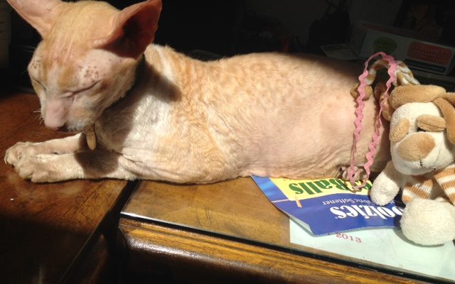 Cornish Rex Napping On Top of Desk in My Business Office