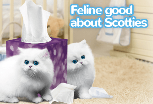 Scotties kittens feline good