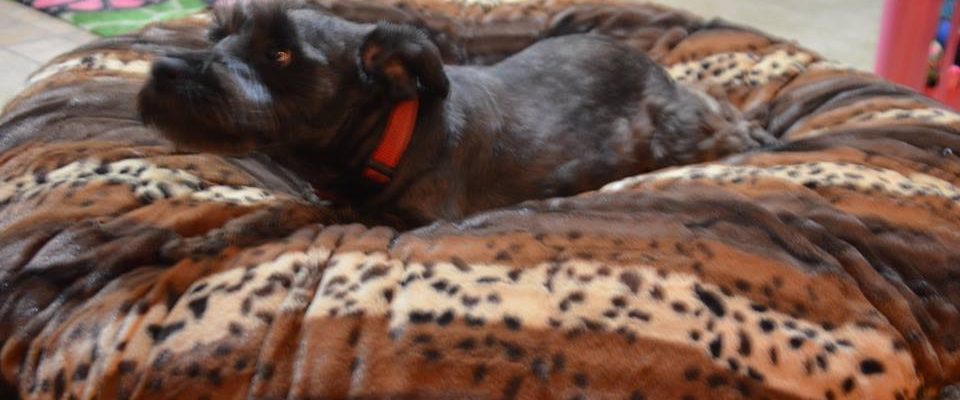 Make Your Pet Happy With A Baylee Nasco Pet Bed!