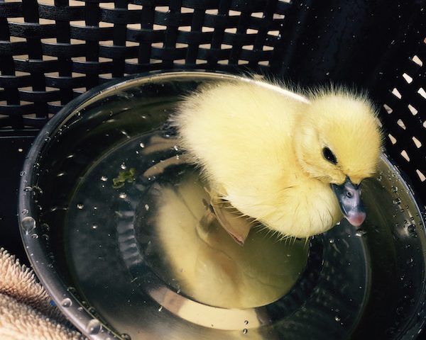 Baby Duck Chirpy Swimming in His Bowl