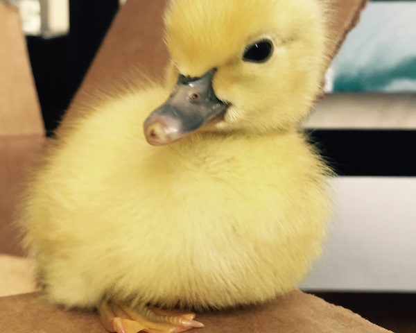 A 4-Day-Old Baby Duck Enjoying His New World