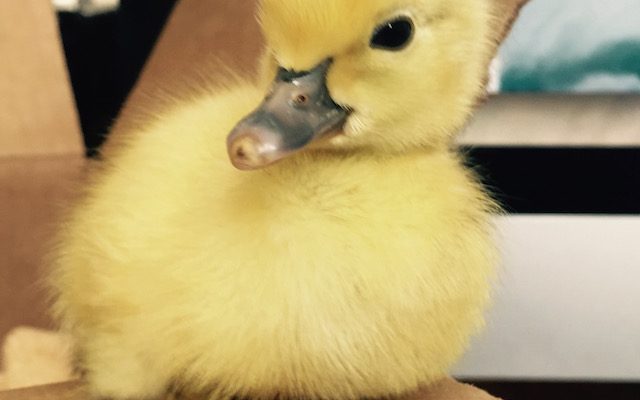 A 4-Day-Old Baby Duck Enjoying His New World