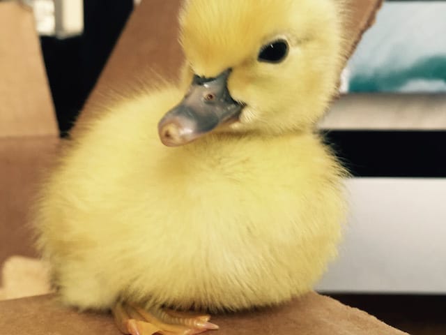 baby duck duckling 