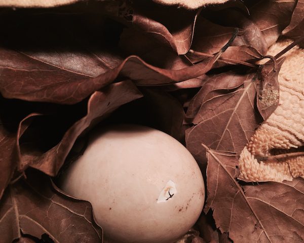 Duck Egg Hatching – Happy Birthday Baby Duck!