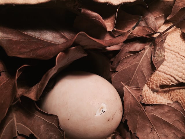 duck egg hatching