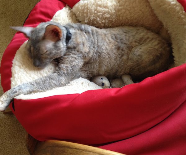 Shelters Are The Key To Provide More Adoptable Cats