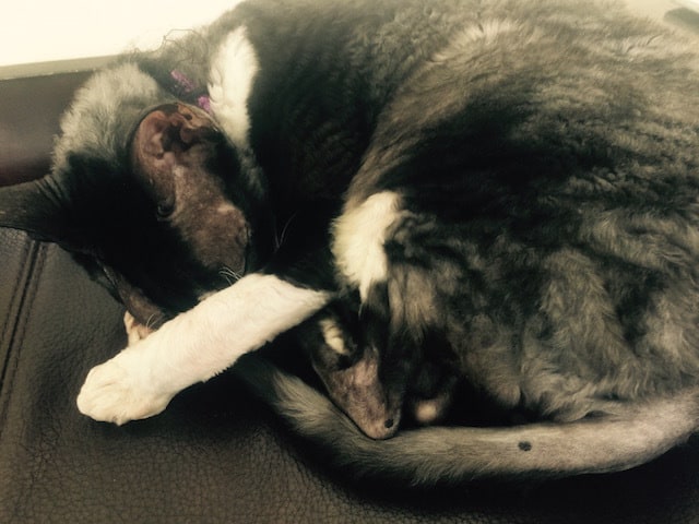Roma-cornish-rex-napping-paw-over