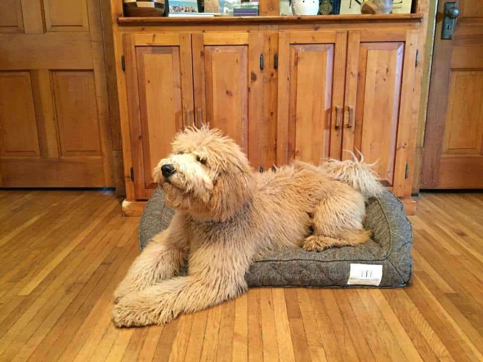 Brentwood Home Pet Bed