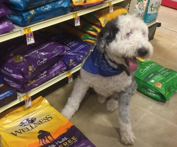 Top 5 Signs of Wellness For Your Dog