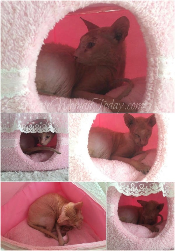Pink Cake Pet Bed, Best Pet Products for Cats