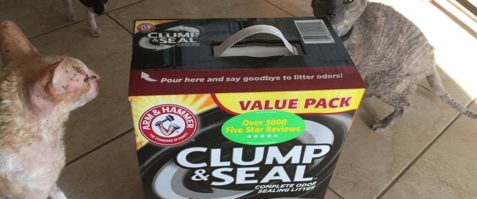 CLUMP & SEAL™ Litter Helps To Keep Our Home Odor Free For Holidays #CLUMPandSEAL