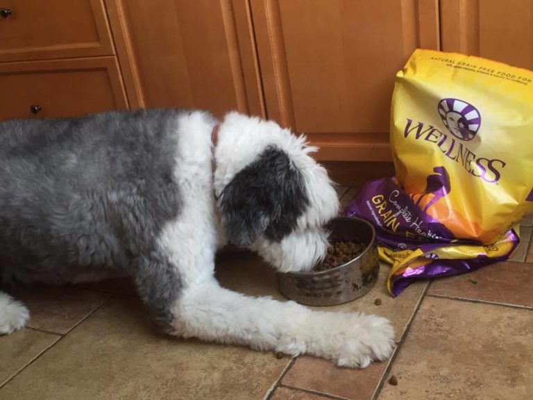 Wellness® Complete Health™ Dog Food and Snacks at PetSmart
