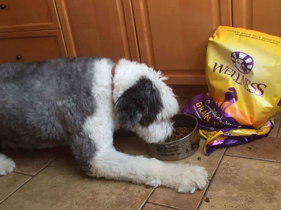 Wellness® Complete Health™ Dog Food and Snacks at PetSmart