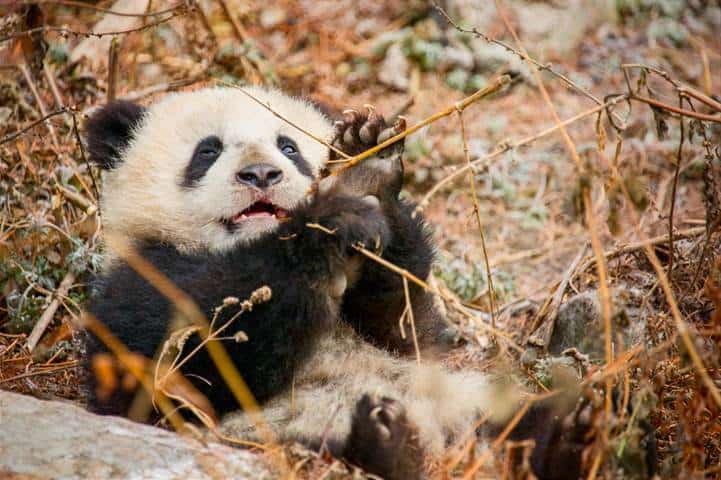 PANDA FAMILY, BORN IN CHINA