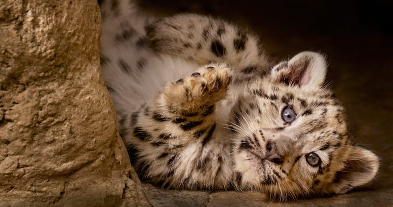 Snow Leopard, Born in China