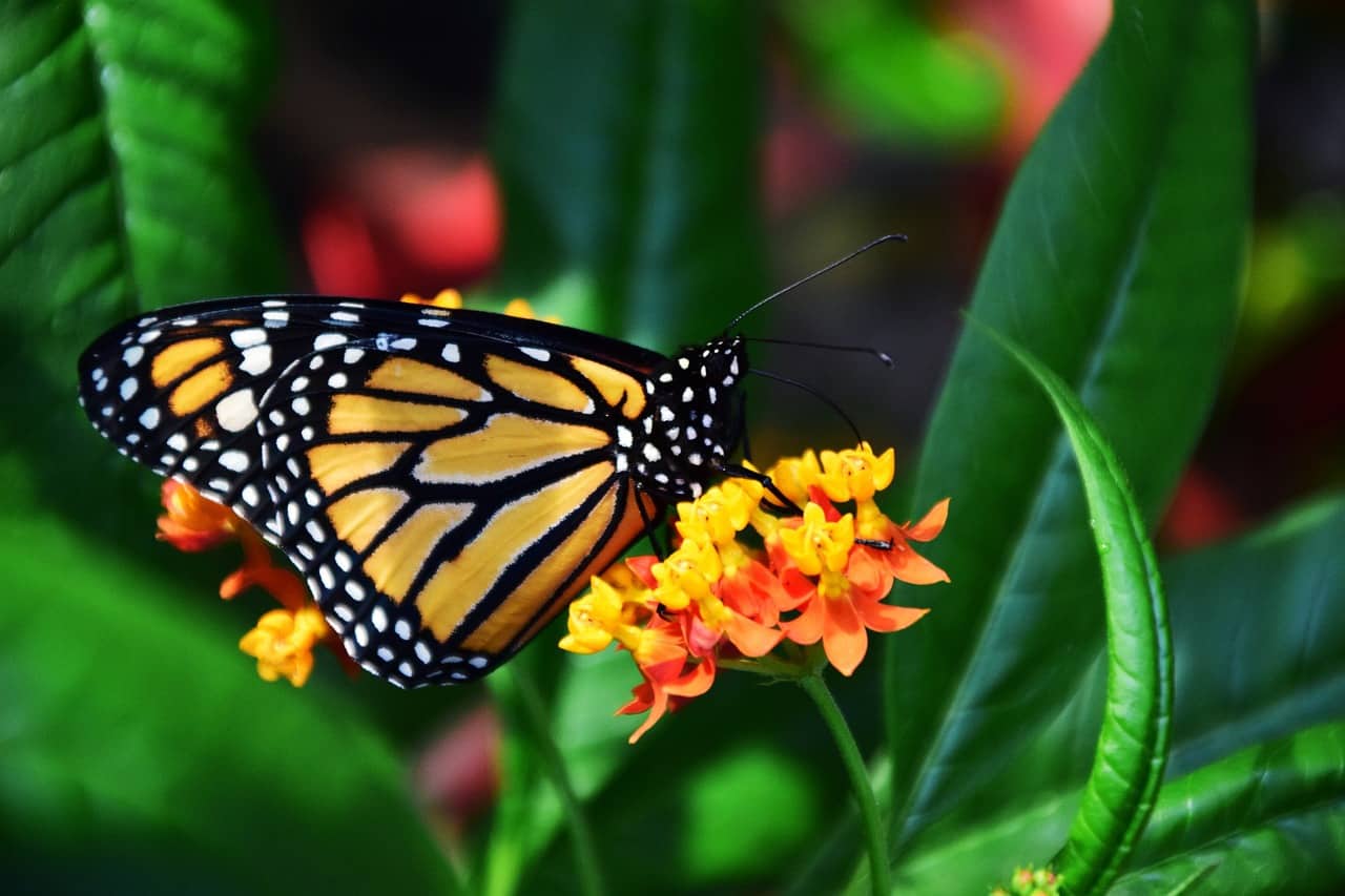 HOW-TO SAVE Monarch Butterfly