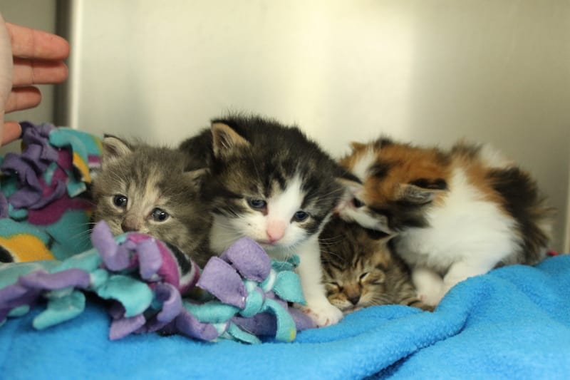 Scotties Cat Adoption