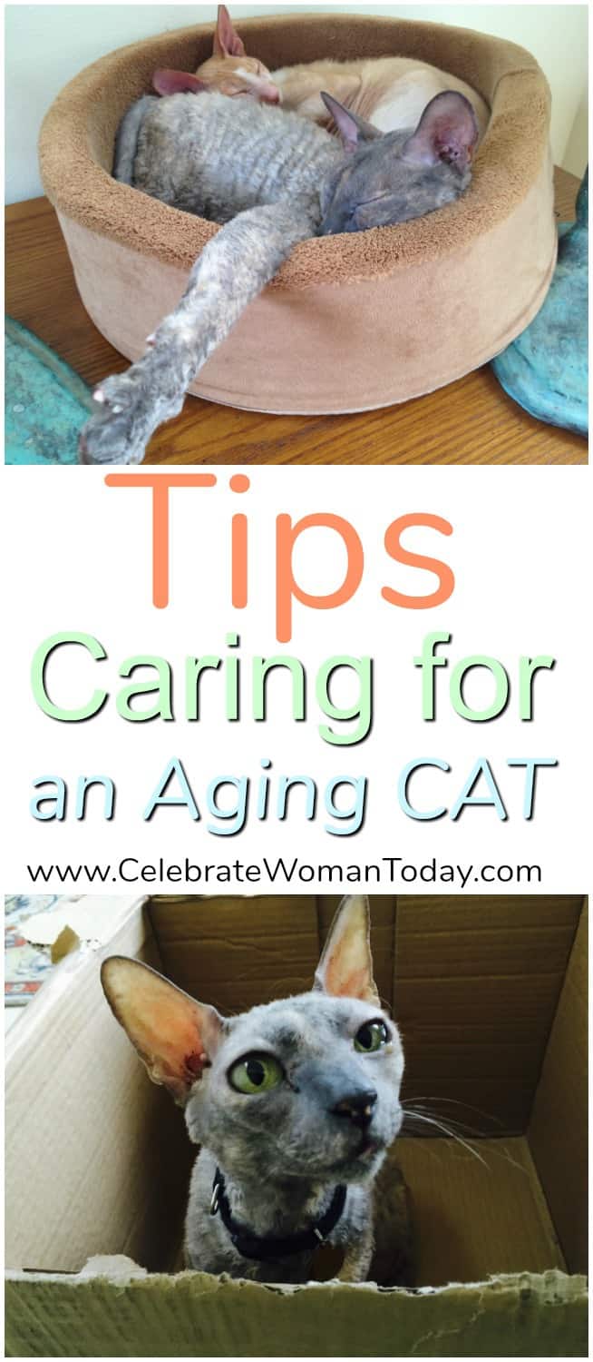 Cat to Vet Day, Cat Veterinarian, Aging Cat Health Tips