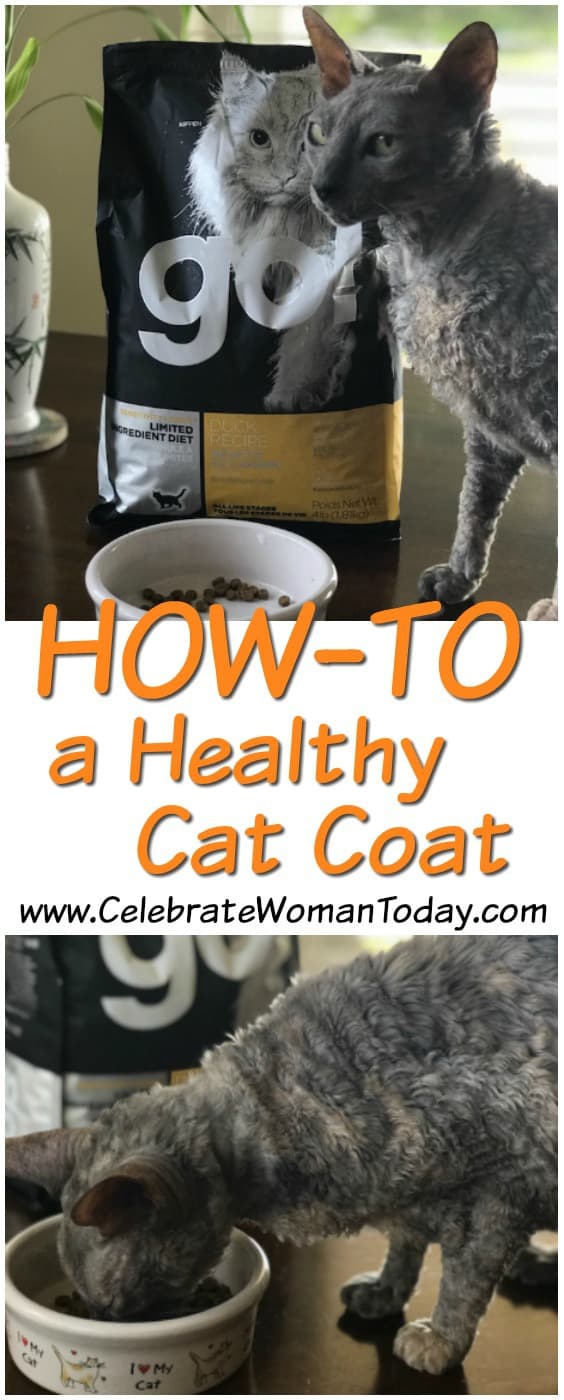 Petcurian Cat Food, Pets Dietary Needs