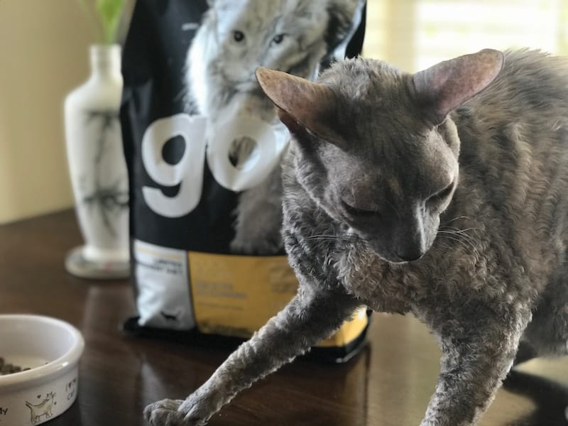 HOWTO Maintain A Healthy Cat Coat with Cat Food NourishForLife