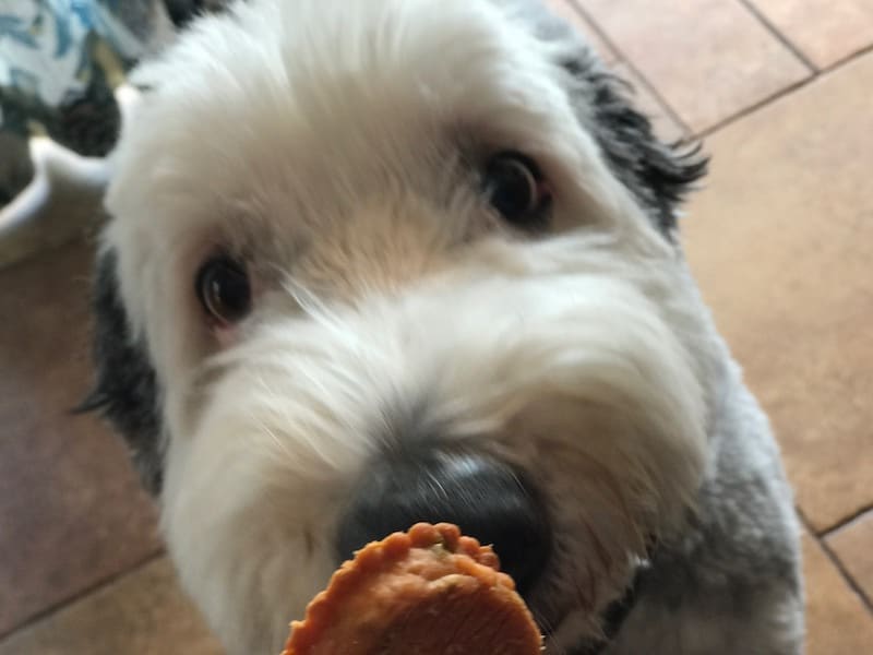 True Chews Dog Treats, Life's Journey