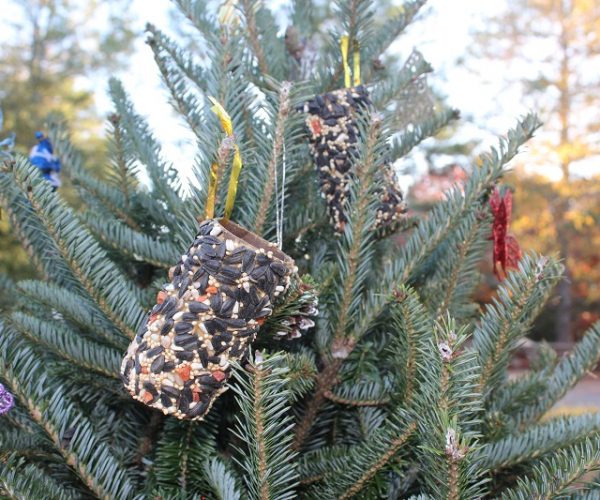 Toilet Paper Roll And Cardboard Bird Seed Feeders