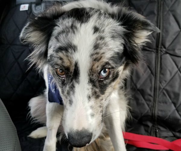 Win 4Knines Dog Seat Covers Hammocks Or Cargo Liner