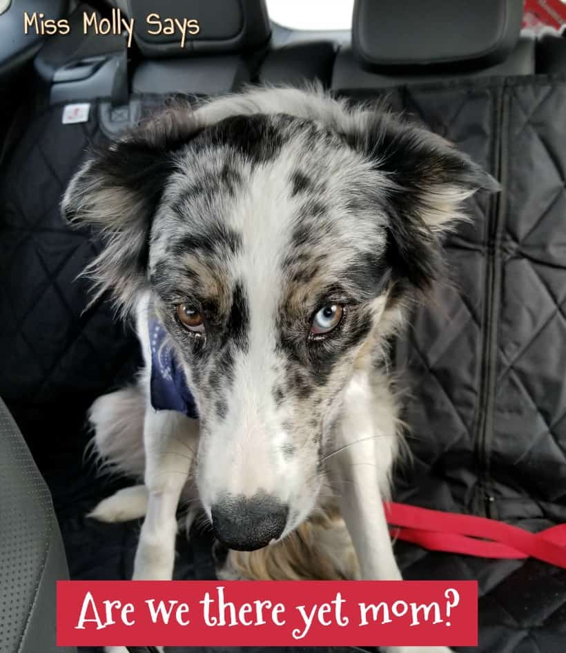 Win 4Knines Dog Seat Covers Hammocks Or Cargo Liner