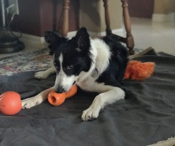 How To Keep Pets Safe During Holidays