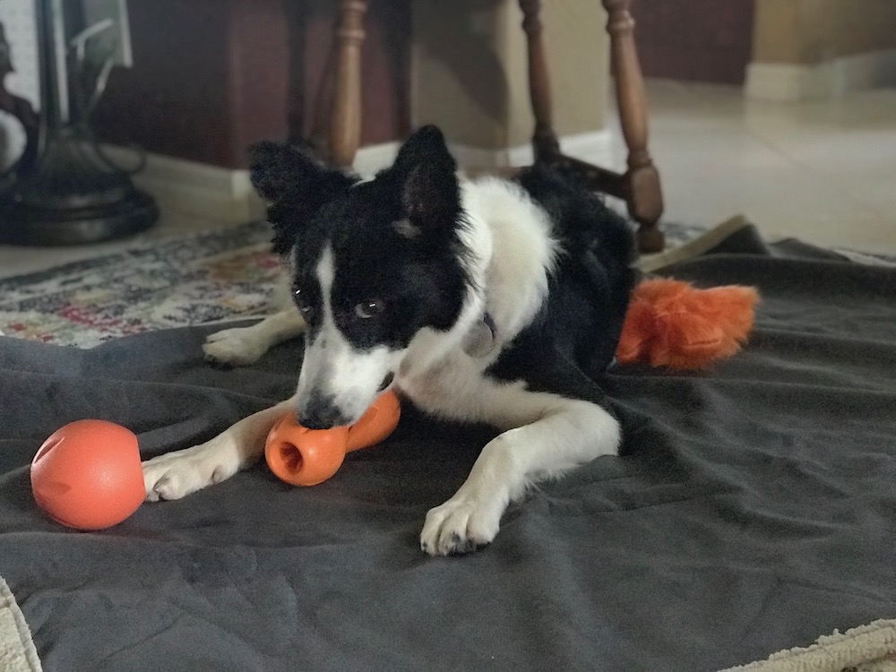 Your puppy can become destructive when left home alone. Your dog needs engaging, interactive playtime. Here are quality and long-lasting toys to keep your dog busy while you work.