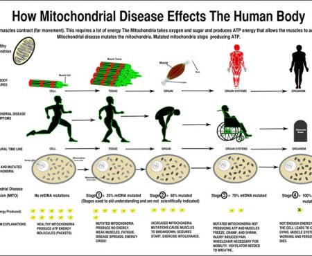 Why Parents Must Be Aware of Mitochondrial Diseases