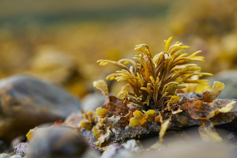 red algae sea moss