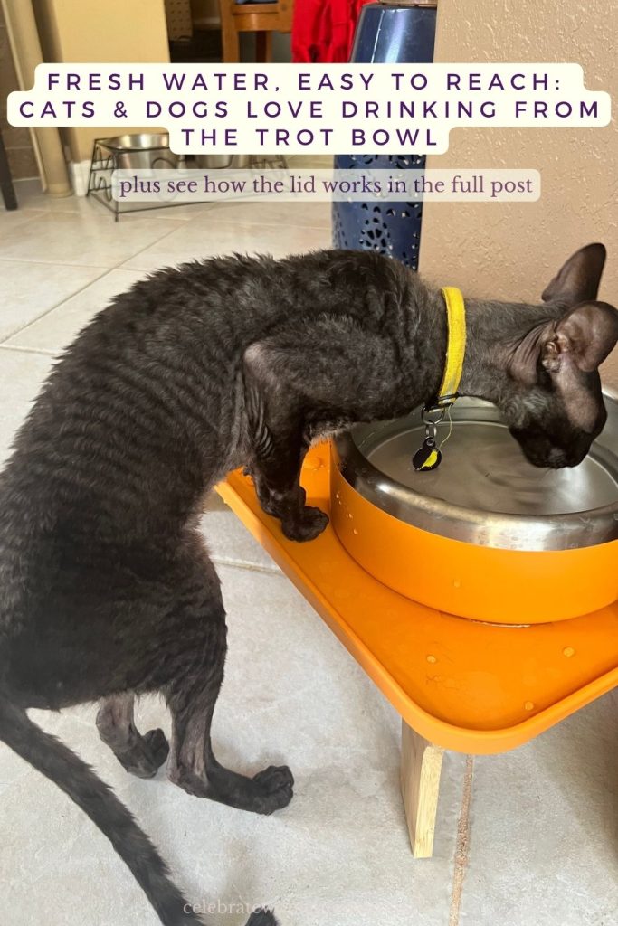Cat drinking from a Trot water bowl on a table