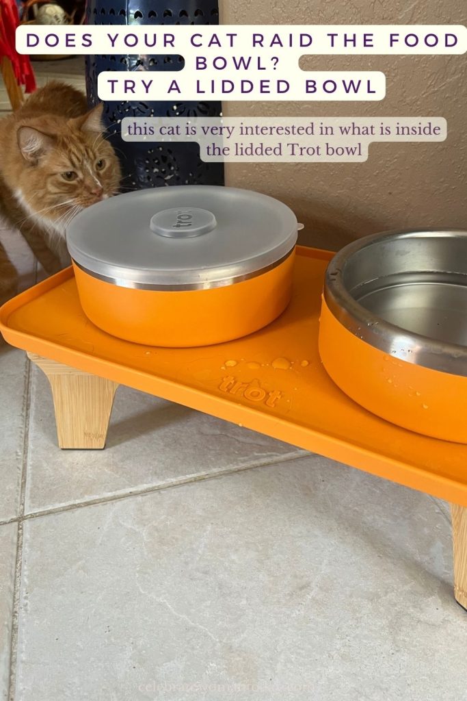 Cat leaning in to sniff a covered Trot food bowl