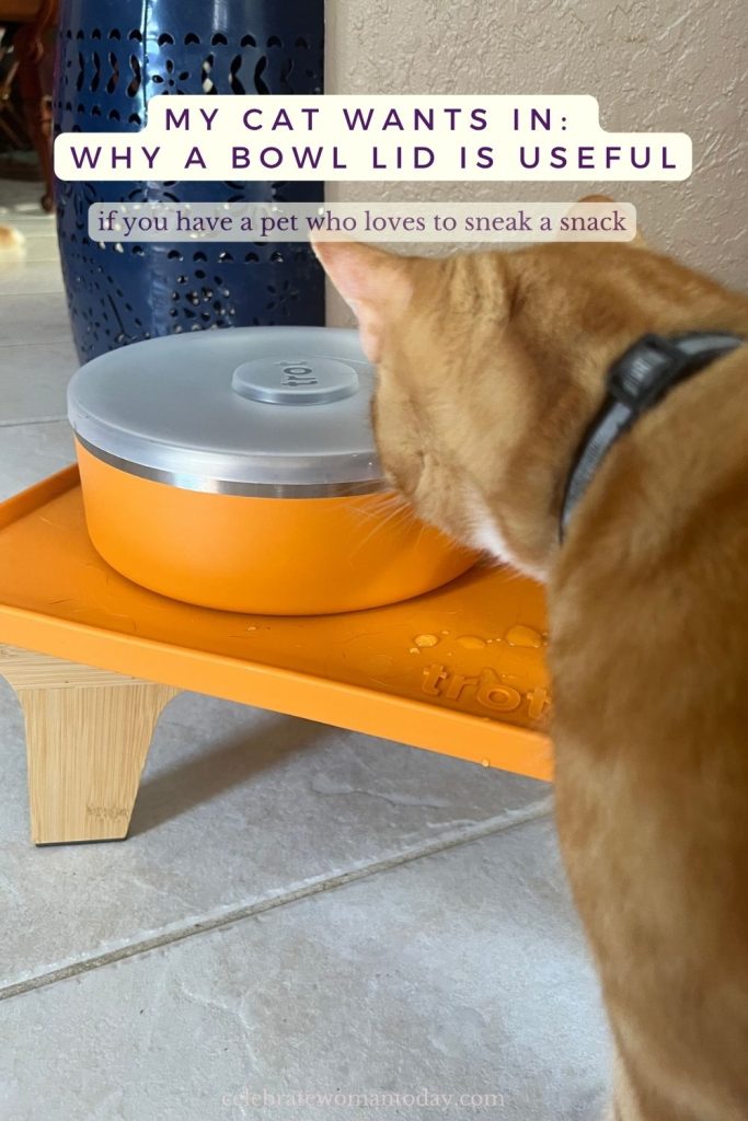 Cat sniffing the lid of a Trot food bowl, trying to reach the food
