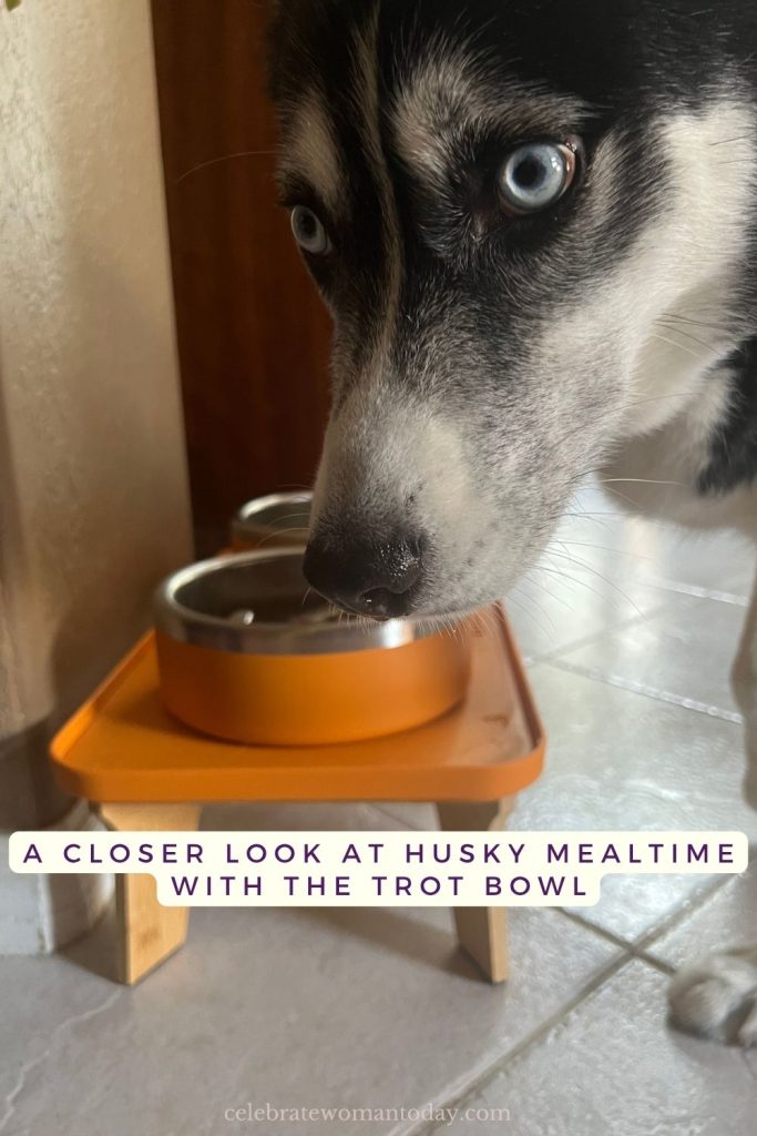 lose-up of a husky's face and muzzle as it eats from the Trot bowl