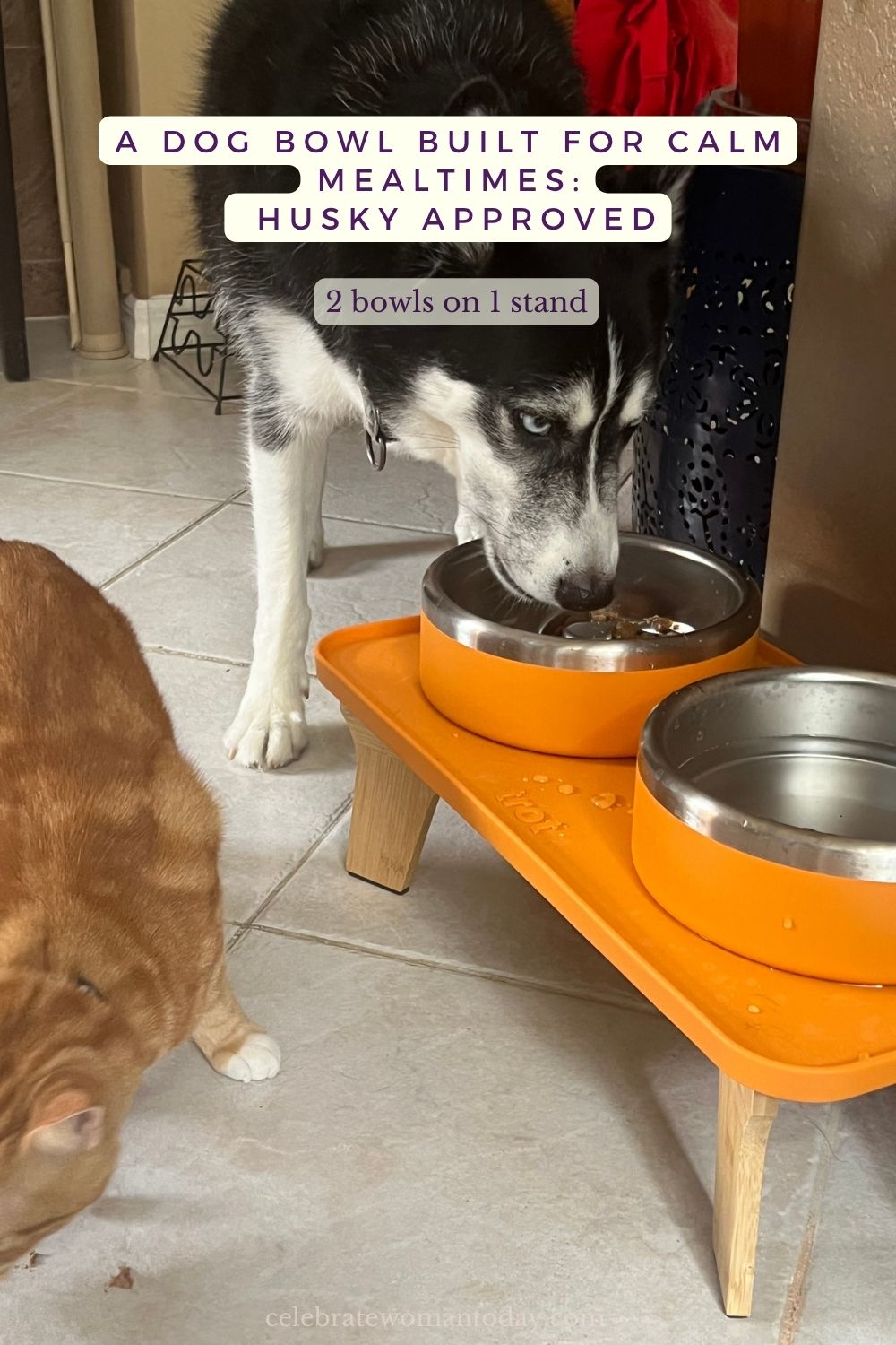 Husky eating from a Trot dog bowl on the floor
